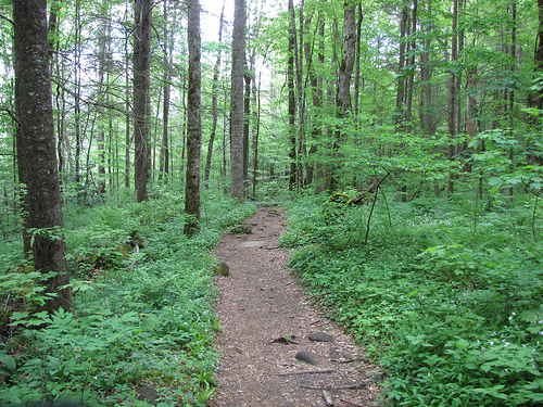 Hiking Trail - Consulting blog
